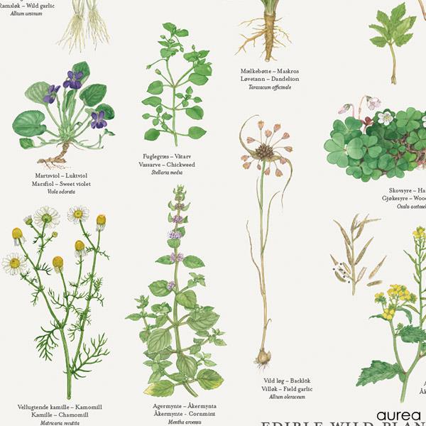Spiselige vilde planter Plakat Koustrup & Co