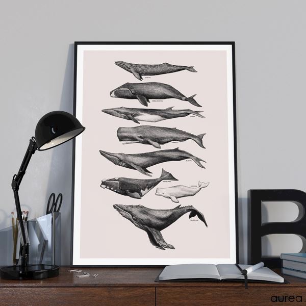 Hvaler plakat. Smukt illustreret med flotte hvaler 🐋